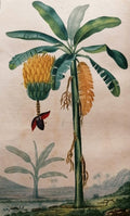 CHAUMETON (François Pierre), TYRBAS DE CHAMBERET (Joseph), POIRET (Jean-Louis-Marie). | Flore médicale...