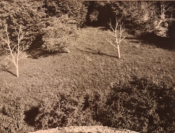 DIETRICH (Luc). | Deux arbres morts (photographie originale, 18 x 24 cm, vers 1942).