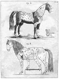 EQUITATION RAREY (J.-S.), GILBERT (O.-P.). | L'Art de dompter les chevaux. Traduit et précédé d'une introduction par F. de Guaita.