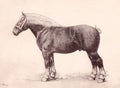 HYNDERICK DE THEULEGOET. | Monographie du cheval de trait belge.