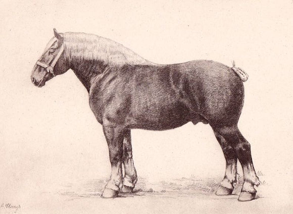 HYNDERICK DE THEULEGOET. | Monographie du cheval de trait belge.