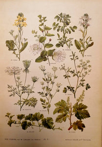 LECLERC DU SABLON. Nos fleurs : plantes utiles et nuisibles.