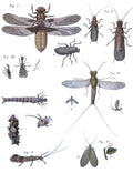 GEOFFROY (Etienne-Louis). | Histoire abrégée des insectes...